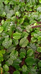 Trigonotis formosana elevatovenosa