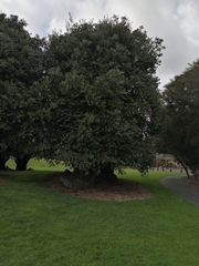 Metrosideros excelsa