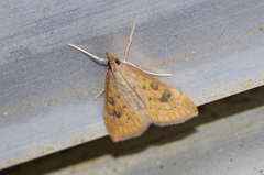 Udea ferrugalis