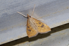 Udea ferrugalis
