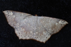 Peratostega deletaria