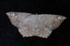 Peratostega deletaria