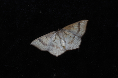 Peratostega deletaria