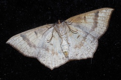 Peratostega deletaria