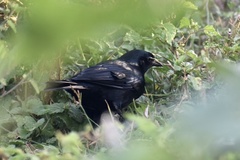 Ptiloxena atroviolacea