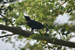 Ptiloxena atroviolacea