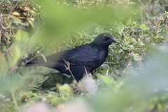 Ptiloxena atroviolacea