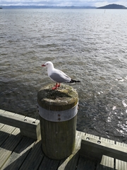 Chroicocephalus novaehollandiae scopulinus