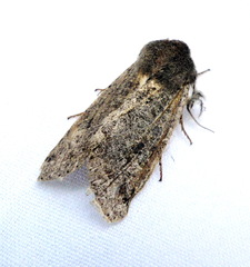 Orthosia rubescens