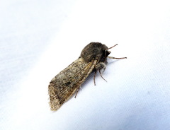 Orthosia rubescens