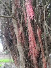 Metrosideros excelsa