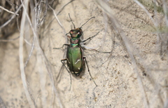 Cicindela purpurea