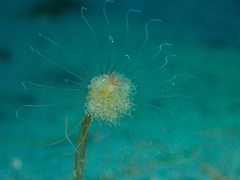 Corymorpha tomoensis