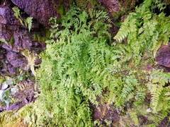 Cystopteris bulbifera