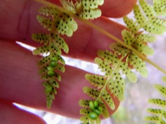 Cystopteris bulbifera