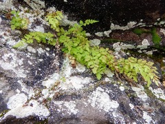 Cryptogramma stelleri