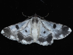 Cleora displicata