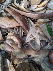 Odontomachus brunneus