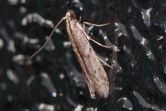 Glyptoteles leucacrinella