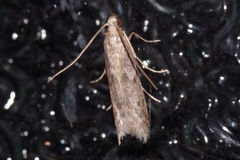 Glyptoteles leucacrinella