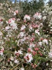 Calytrix alpestris