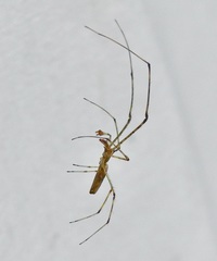 Tetragnatha versicolor