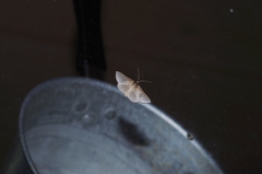 Banisia owadai