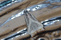 Dactylioglypha tonica