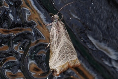 Dactylioglypha tonica