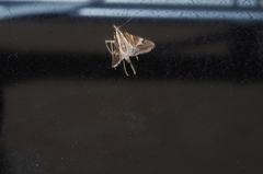 Agrioglypta itysalis