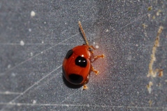 Sphaeroderma quadrimaculatum