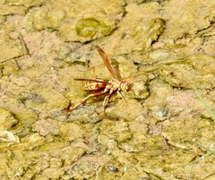 Polistes apachus apachus