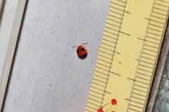 Sphaeroderma quadrimaculatum