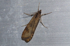 Nomophila noctuella