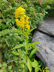 Solidago glomerata