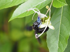 Xylocopa nasalis