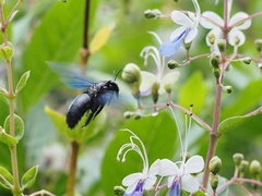 Xylocopa nasalis