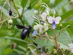 Xylocopa nasalis