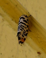 Tarache idella