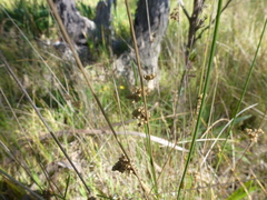 Juncus subsecundus