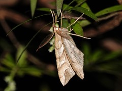 Chalastra aristarcha