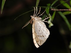 Chalastra aristarcha