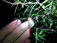 Chalastra aristarcha