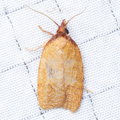 Sparganothis distincta