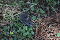 Peromyscus melanotis