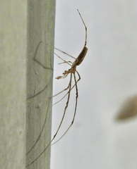 Tetragnatha versicolor