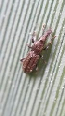 Sericotrogus subaenescens