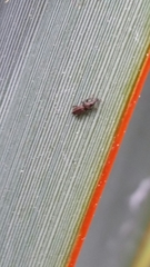 Sericotrogus subaenescens