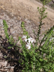 Olearia microphylla