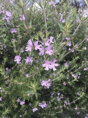 Westringia eremicola